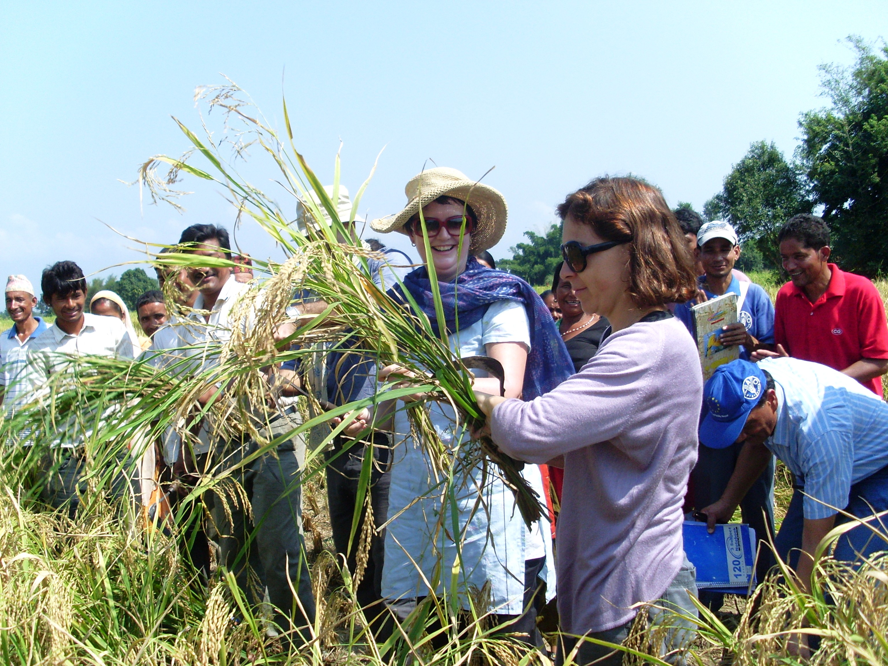 Ambassadors  experiencing rice harvesting firsthand